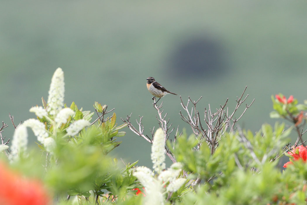 ７月初めの霧ヶ峰ではコバイケイソウとレンゲツツジの花に囲まれてノビタキが子育て中でした